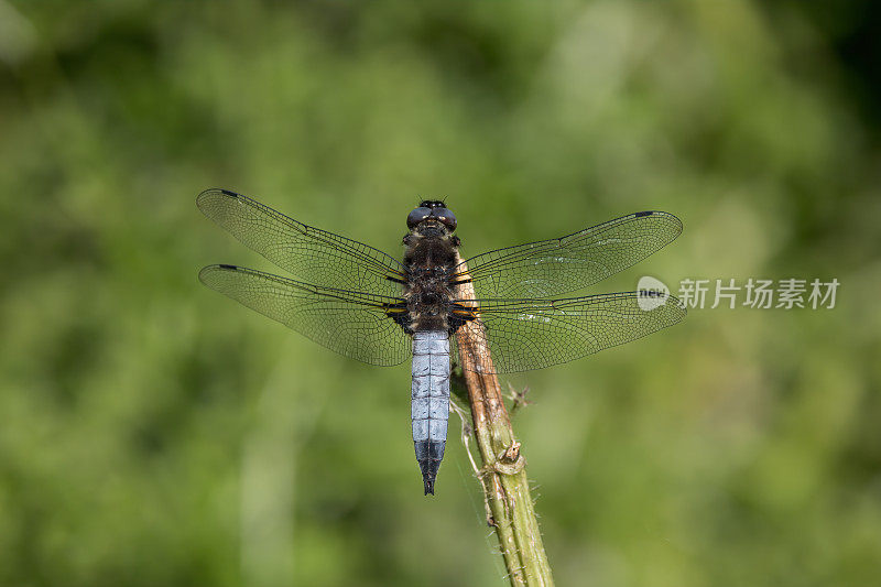 稀有的追逐蜻蜓(Libellula fulva)张开翅膀在阳光下的植被上休息